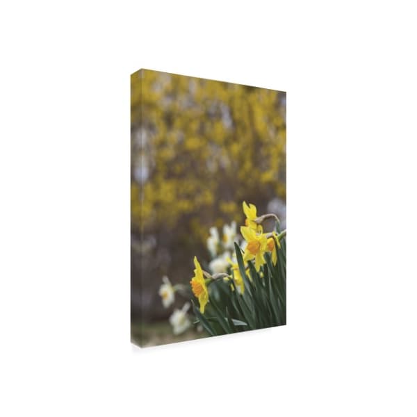 Kurt Shaffer Photographs 'Daffodil Spring' Canvas Art,22x32